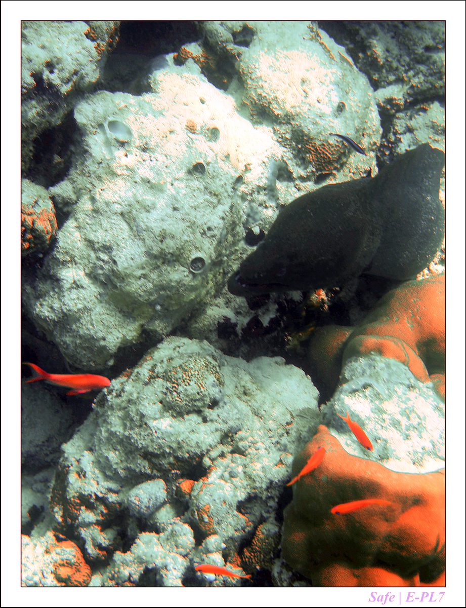 2019 - 07 - Snorkeling maldives - 30